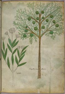 Botanische illustratie van planten, ca. 1440 (inkt en kleur op perkament)