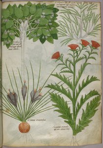 Botanische illustratie van planten, ca. 1440 (inkt en kleur op perkament)