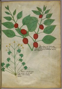 Botanische illustratie van planten, ca. 1440 (inkt en kleur op perkament)