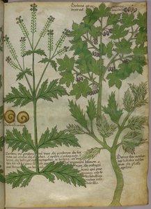 Botanische illustratie van planten, ca. 1440 (inkt en kleur op perkament) door Italian School