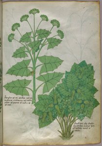 Botanische illustratie van planten, ca. 1440 (inkt en kleur op perkament) door Italian School