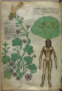 Botanische illustratie van planten, waaronder een mandragora met een naakt mannelijk lichaam als wortel, ca. 1440 (inkt en kleur op perkament) door Italian School