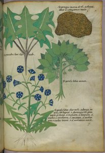 Botanische illustratie van planten, waaronder een spons, ca. 1440 (inkt en kleur op perkament)