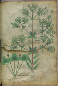 Botanische illustratie van planten met een dier, ca. 1440 (inkt en kleur op perkament) door Italian School