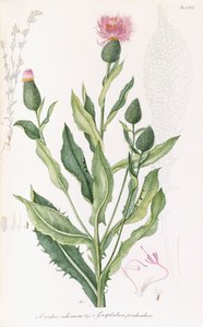 Cardus cichoraceus en Gnaphalium penduculare, 1811-1838 door Italian School