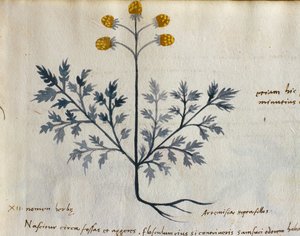 Cod. CCXXXVII Artemisia, geneeskrachtige plant uit een 