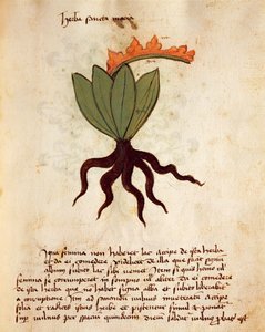 Balsemkruid (Tanacetum balsamita)