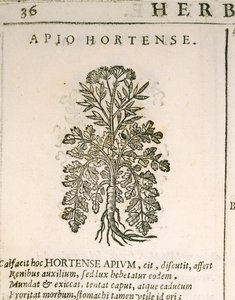 Tuinpeterselie (Petroselinum crispum), gravure door Castore Durante door Italian School