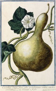 Kalebas, 1772-1784 door Italian School