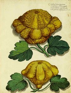 Erfstuk pompoen door Ulisse Aldrovandi