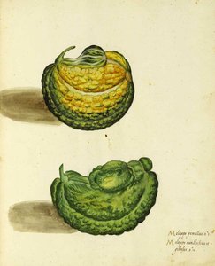 Erfstuk Pompoen door Ulisse Aldrovandi