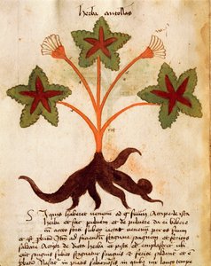 Herba Antollas