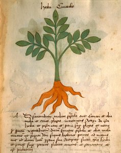 Herba Cancealis door Italian School