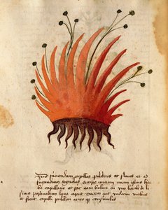 Herba Capillis