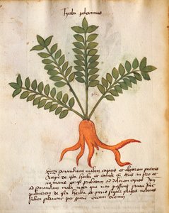 Herba Poleximos