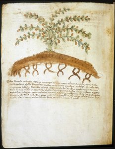 Herbarium van de 14e eeuw. Gemeentelijke bibliotheek van Rimini