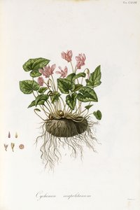 Klimopbladige cyclamen - Cyclamen neapolitanum door Italian School