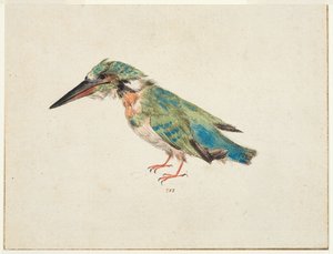 IJsvogel, ca. 1650-99 (zwart krijt, aquarel, bodycolour op papier, met bruine inkt omlijning op drie randen) door Italian School