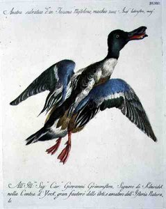 Wilde Eend in Vlucht, c.1767-76