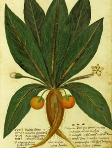 Mandragora door Ulisse Aldrovandi