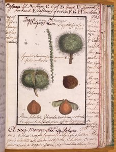 Kastanje, uit Dizionario di Botanica
