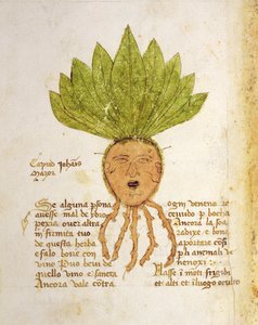 Ms 1591 Fol.18v. Herba Capud Johannis Mazor door Italian School