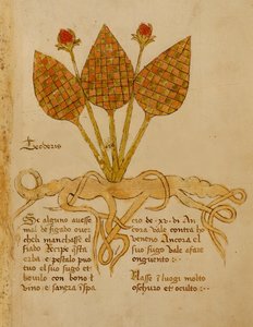 Ms 1591 Fol.19r Herba Teoderis