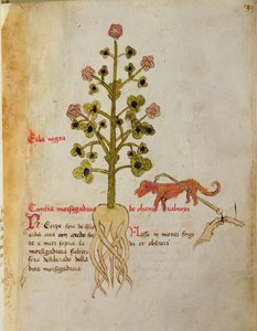 Ms 1591 Fol.38r Herba negra door Italian School