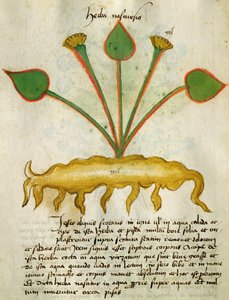 Ms 320 M Fol.29v Herba Nastrusio, uit 