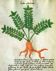 Herba Poleximas, uit 
