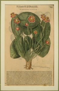 Nimphea Lutea, een botanische plaat uit de Discorsi door Pietro Andrea Mattioli (1501-77) gepubliceerd in Venetië, 1570