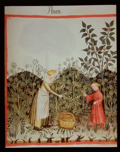 Nova 2644 f.32r Dille verzamelen, Tacuinum Sanitatis Codex Vindobonensis