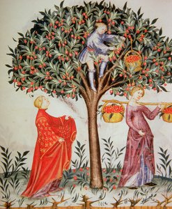 Nova 2644 fol.12r Kersen plukken, uit de Tacuinum Sanitatis Codex Vindobonensis