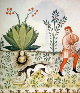 Nova 2644 fol.40r Mandragora, uit Tacuinum Sanitatis