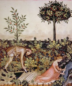 Nova 2644 fol.52r Oogsten van mierikswortel, uit Tacuinum Sanitatis Codex Vindobonensis