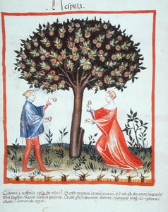Nove 2644 fol.10v Walnoten Verzamelen, uit Tacuinum Sanitatis Codex Vindobonensis