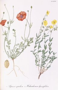Papaver apulum en Helianthemum hyssopifolum, 1811-1838 door Italian School