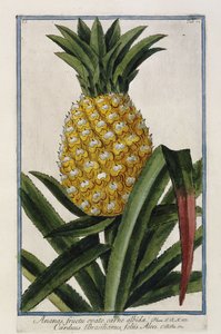 Ananas, 1772-1784