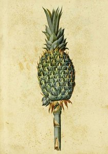 Ananas door Ulisse Aldrovandi