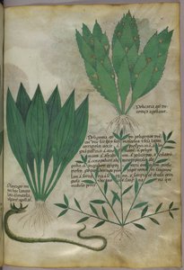 Planten met grote brede bladeren. Een slang, ca. 1440 (inkt en kleur op perkament)