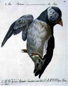 Papegaaiduiker, c.1767-76