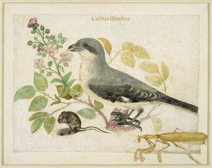 Klauwier en een bidsprinkhaan (voor Cassiano dal Pozzo Papiermuseum) door Italian School