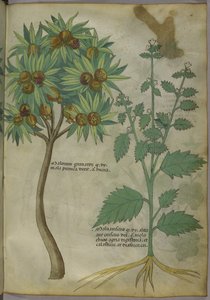 Tractatus de Herbis, c.1440 door Italian School
