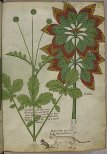 Planten, uit een kruidenboek, ca.1440