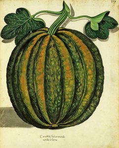 Pompoen, gepubliceerd in Piante Fiori Frutti
