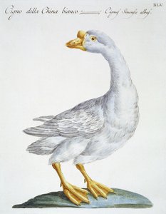 Zwaan, ca. 1767-76
