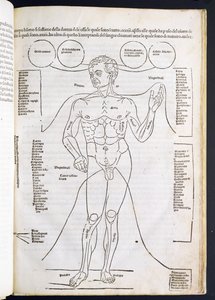 De Mannelijke Anatomie, uit Fasciculus Medicinae door Johannes de Ketham, 15e-16e eeuw door Italian School
