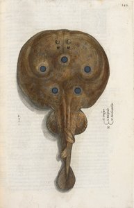 Torpedovis, illustratie uit 