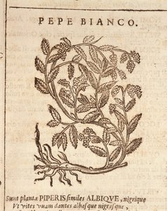 Witte peper van zwarte peperplant (Piper nigrum), gravure door Castore Durante door Italian School