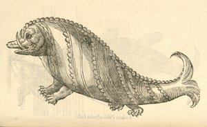 Illustratie van Aper Marinus Cetaceus uit Aldrovandis Geschiedenis van Monsters, 1642 door Italian School